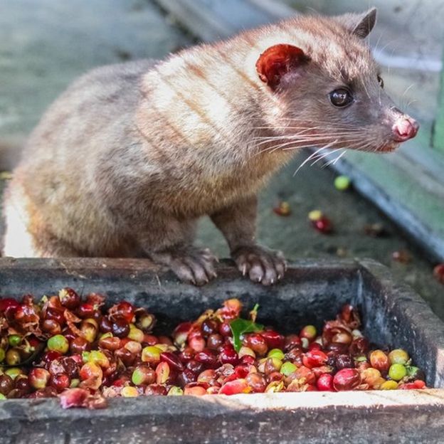 Direito de imagem - GETTY IMAGES - Os grãos do café Kopi Luwak foram comidos, parcialmente digeridos e depois defecados pelo civeta de palmeira asiática